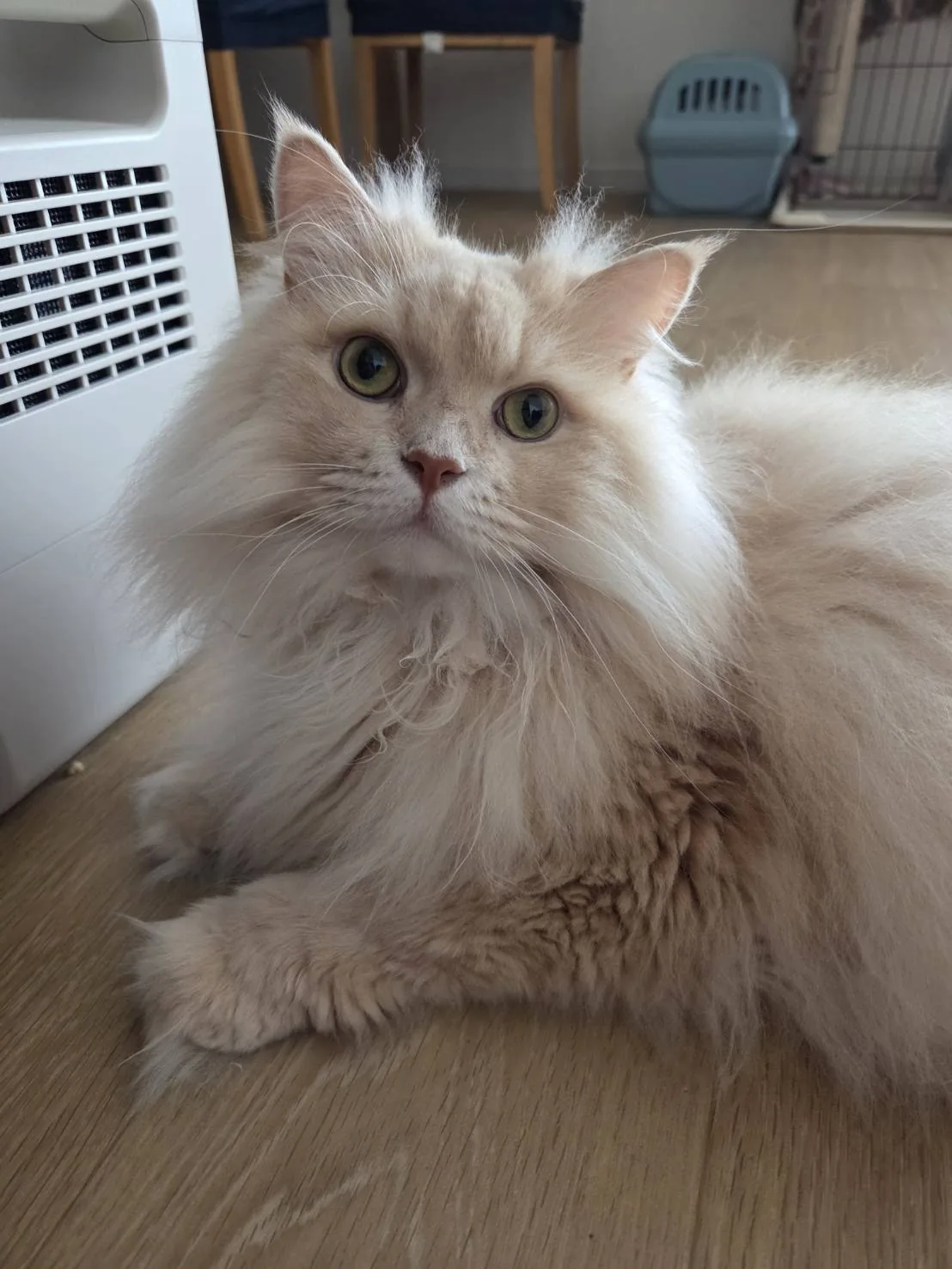 眞弓家の猫、白い毛のユキちゃん